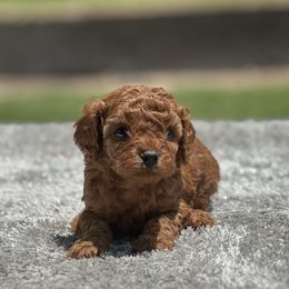 Boy 2 - Red male Cavapoo puppy in Cuero, Texas from Firestorm Kennel