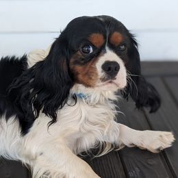 Cavalier King Charles Spaniels, Cavapoos, and Poodles from Puppy Adventures LLC