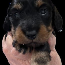 Wilder - Black and tan male Dachshund puppy in Franklinton, North Carolina from Wildwynn Dachshunds