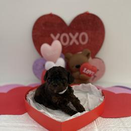 White - Phantom male Poodle puppy in Bakersfield, California from Pups and Paws Toy Poodles