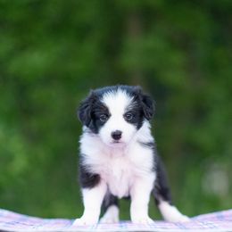 Border Collie Puppies from High Point Border Collies