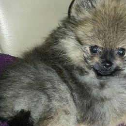 Pomeranians from Kelli's Poms