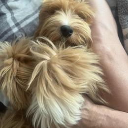Rory - Miniature Schnauzer