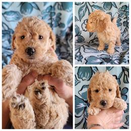 Boy 4 - Cream male Goldendoodle puppy in Plymouth, Utah from Country Sunshine