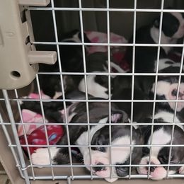 Boston Terrier Puppies from Big Sky Bostons