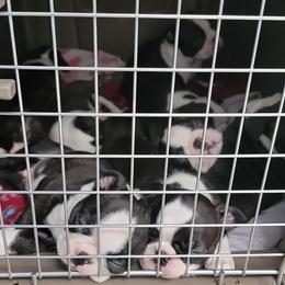 Boston Terrier Puppies from Big Sky Bostons