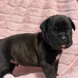 Purple Collar R - Black brindle male Cane Corso puppy in Paris, Texas from Knucklehead Cane Corso