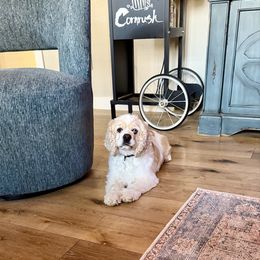 Buffy - Red and white female Cocker Spaniel puppy in Beresford, South Dakota from DAKOTA DOOD RANCH
