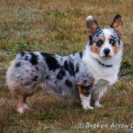 American Corgis and Pembroke Welsh Corgis from Prairie Moon Stockdogs