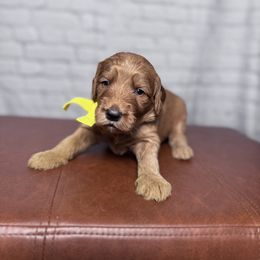 Yellow collar female - Red  female Goldendoodle puppy in Piedmont, South Carolina from The Farm at Saluda Ridge