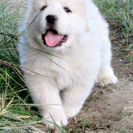 Great Pyrenees Puppies from Prospect Pyrenees