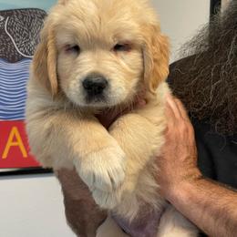Khali's girl - Golden female Golden Retriever puppy in Yucaipa, California from Blessed Goldens