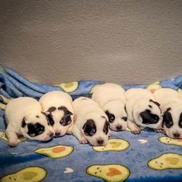 Anatolian Shepherd Dog and Australian Cattle Dog Puppies from 4D Cattle Dogs