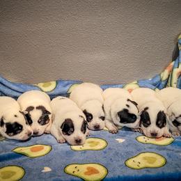 Anatolian Shepherd Dog and Australian Cattle Dog Puppies from 4D Cattle Dogs