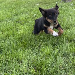 BTF1 - Black tri female Miniature Australian Shepherd puppy in Lexington, Nebraska from Osborne's Aussies