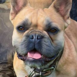 Bluetick Coonhounds and French Bulldogs from Double Barrel Blues