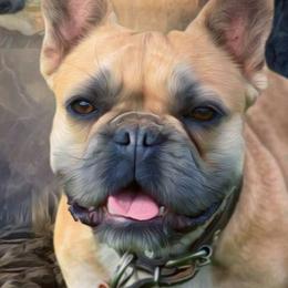 Bluetick Coonhounds and French Bulldogs from Double Barrel Blues