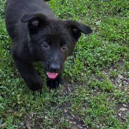 Female 2 - Black female German Shepherd puppy in Leon, West Virginia from Heart2Heart Kennels