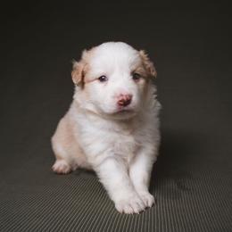 Tito - White and gold male Border Collie puppy in Fresno, California from Alpine Tails
