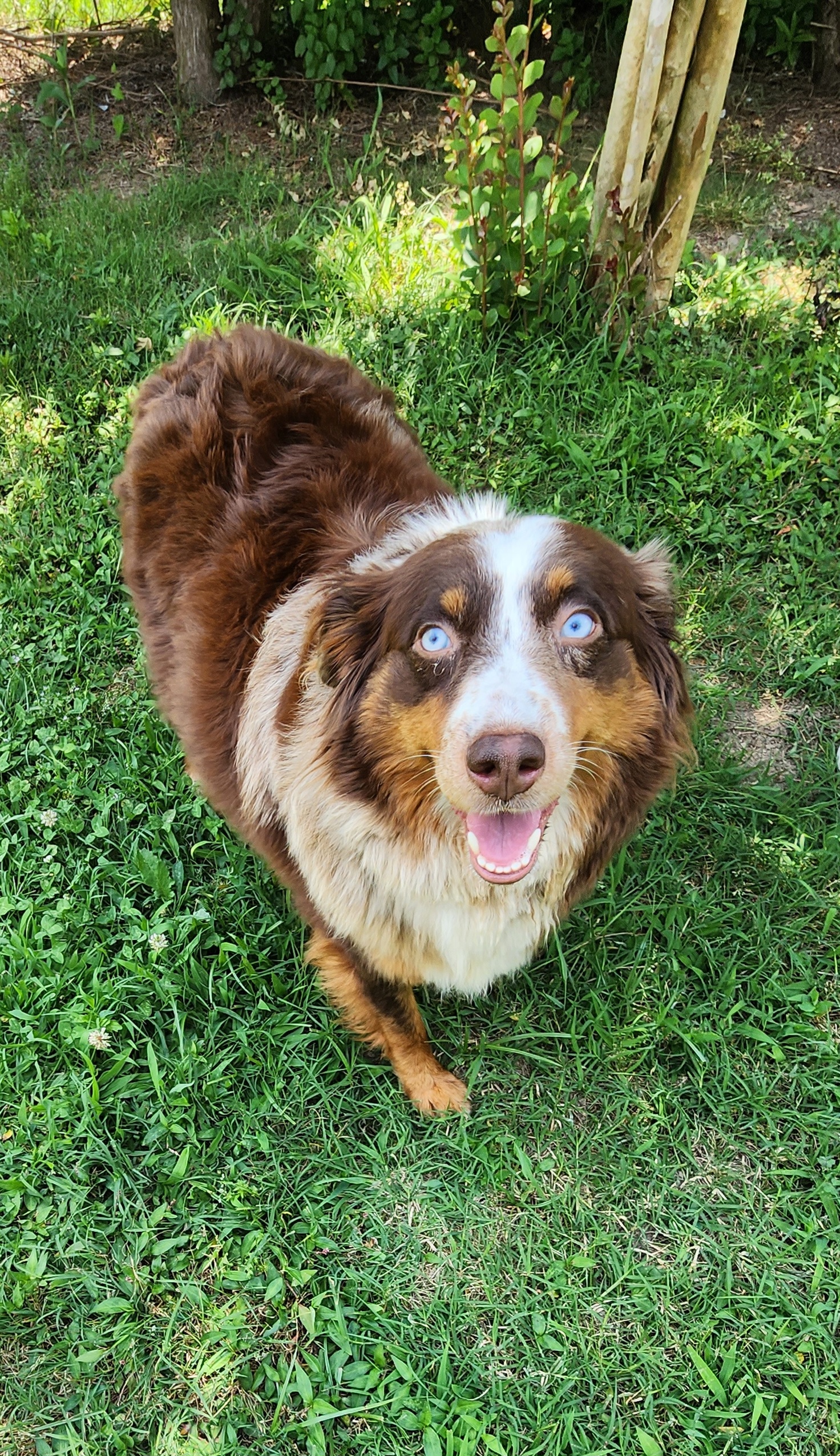 Ella - Miniature Australian Shepherd