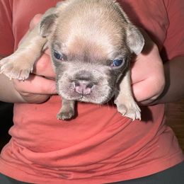 Green - Fawn French Bulldog puppy in Williamston, North Carolina from Beth’s Precious Dachshunds and Frenchies