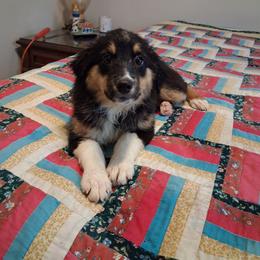 Angel - Black tri female Miniature Australian Shepherd puppy in Florida from Silver Palms Ranch