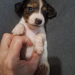 Kelly - Piebald female Dachshund puppy in Liberty, North Carolina from Heavenly Doxies