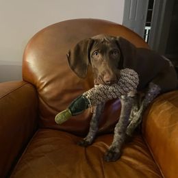 Belgian Malinois and German Shorthaired Pointer Puppies from Lapdog GSP