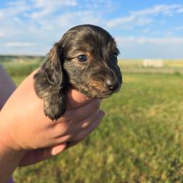 Sable Brindle - Sable male Dachshund puppy in Great Falls, Montana from Green Dragon Kennel