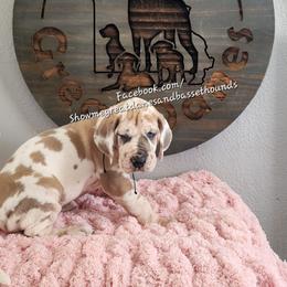 Pink Collar - Harlequin female Great Dane puppy in Alton, Illinois from Show Me Great Danes and Basset Hounds