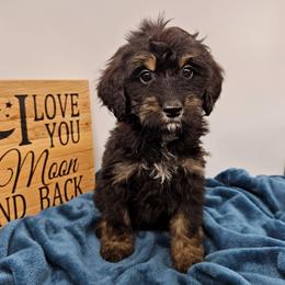 Violet - Phantom female Bernedoodle puppy in Granton, Wisconsin from Rose River Farms