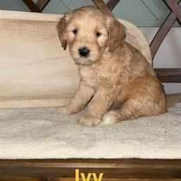 Ivy - Apricot female Goldendoodle puppy in Layton, Utah from Gracious Doodle Dogs