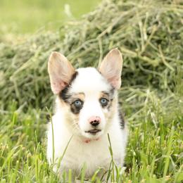 American Corgi, Miniature Australian Shepherd, and Pembroke Welsh Corgi Puppies from Rafter C Aussies & Corgis