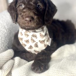 Isaiah - Chocolate male Assorted Doodle Crosses puppy in West Monroe, Louisiana from Southern Haven Doodles