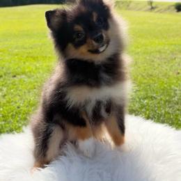AKC Black and tan Female - Tri-colored female Pomeranian puppy in Jacksonville, North Carolina from Pomeranians DelReal