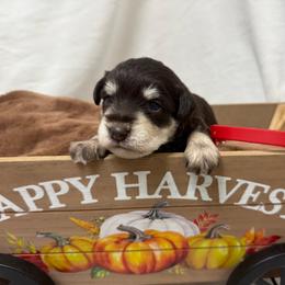 Liver tan red collar - Liver male Miniature Schnauzer puppy in Teton County, Montana from East Front Labradors & Treasure State Schnauzers