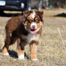 Asuma - Red merle male Miniature Australian Shepherd puppy in Akeley, Minnesota from Rustic Original Aussies