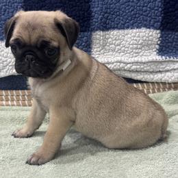 Grey Collar - Girl - Fawn female Pug puppy in Troutman, North Carolina from Ohana Pugs