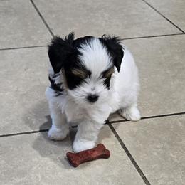 Biewer Terrier and Yorkshire Terrier Puppies from Treasures of Neptune Cove