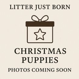 Boy 1 - Blue merle male Aussiedoodle puppy in Factoryville, Pennsylvania from North Mountain Doodles