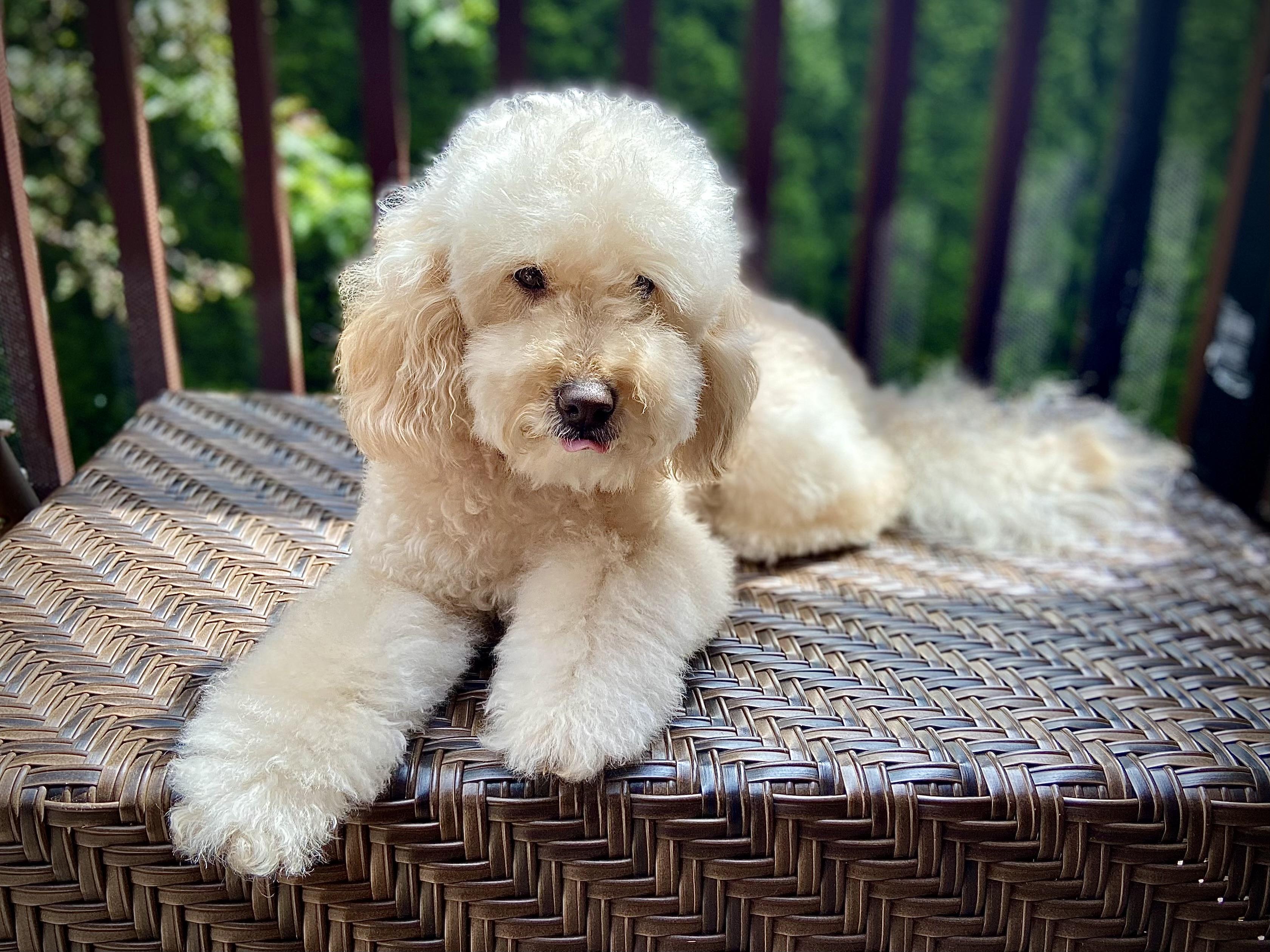 Coco