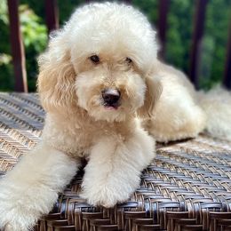 Coco - Goldendoodle