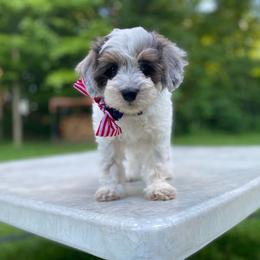 Calendula - Parti female Goldendoodle puppy in Eaton, Ohio from Dezi’s Sonshine Doodles