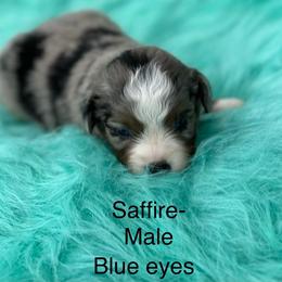 Saffire - Blue merle male Toy Australian Shepherd puppy in Granbury, Texas from Texas Miniature Aussies