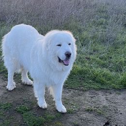 Lily - Great Pyrenees