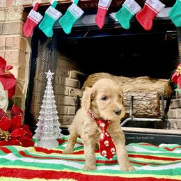 Goldendoodle Puppies from Central Texas Doodle Nest Kennel