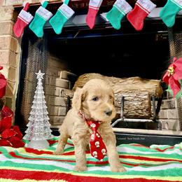 Goldendoodle Puppies from Central Texas Doodle Nest Kennel