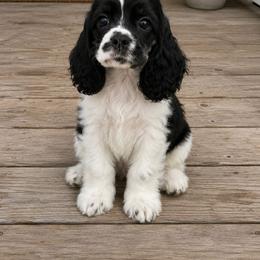 Yellow Girl - Black and white female Cocker Spaniel puppy in Beggs, Oklahoma from Southern Country Cockers