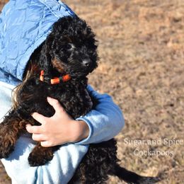 Tim - Cockapoo puppy from Sugar and Spice Cockapoos