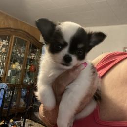 Eli - Black and white male Chihuahua puppy in Red Bluff, California from Aye Chihuahua